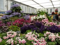 Part_of_the_Dibleys_Streptocarpus_display_at_the_Chelsea_Flower_Show_in_May_2011.jpg
