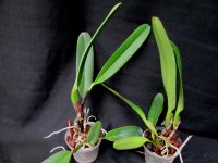 C. dowiana aurea plant.jpg