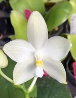 Phal.-Rainbow-Falconer-(Chang-Maw-Jade-'Eddy'-X-tetraspis-v.jpg