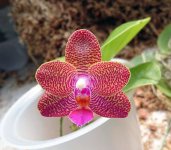 Phal.-Zheng-Min-Virtual-(H499-Kung's-Red-Cherry-'Jon'-x-Mituo-Sun.jpg