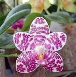 Phal.-Auspice-Knight-'Malaya'.jpg