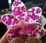 Phal.-Auspice-Knight-'Malaya'-1.jpg