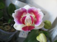 мои орхидеи 037.jpg