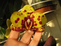 мои орхидеи 005.jpg