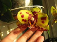 мои орхидеи 006.jpg