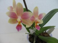 мои орхидеи 018.jpg