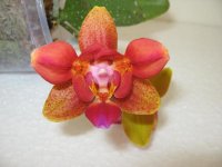 орхидеи на прод&#1.jpg