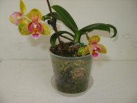 орхидеи на прод&#1.jpg