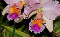 image-orchideen-409.jpg