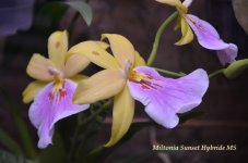 Miltonia Sunset Hybride MS.JPG