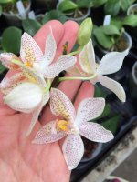 P. stuartiana x tetraspis.jpg