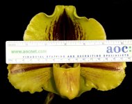 Paphiopedilum Lippewunder2.jpg