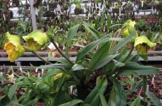 paphiopedilum-lippewunder-985.jpg