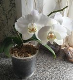 phal 1 white.jpg