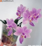 image-exclusive-01-micro.jpg