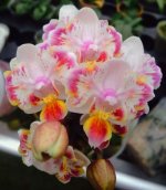 P. Lius Rainbow.jpg