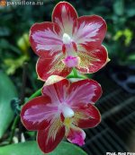 phal. red fire.jpg