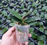 Phal Kaoda Twinkle(1).jpg