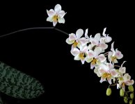 phalaenopsis-little-dragon-stuartiana-x-celebensis-foto-4552.jpg