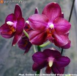 Phal.-Golden-Sun-x-Meidarland-Violacea-Beauty1.jpg