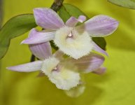 CRW_9099_dendrobium-aph.jpg