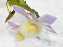 CRW_8892_dendrobium-aph_2.jpg