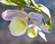 CRW_8845_dendrobium-aph.jpg