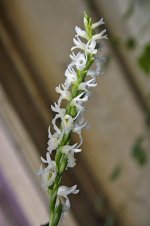 CRW_8848_Spiranthes-cernua.jpg