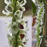 CRW_8695_Spiranthes-cernua_2.jpg