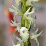 CRW_8851_Spiranthes-cernua_3.jpg