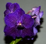 Vanda-Kasems-Delight.jpg