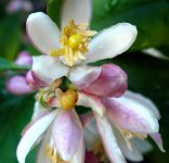 620px-Keylime-flower.jpg