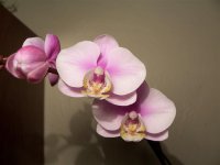 6729d1171809391-phalaenopsis-nobbys-amy-phal-nobby.jpg