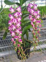 aerides-lawrenceae-punctata-foto-95.jpg