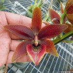 Cycnodes Jumbo Erebus = Cycnoches warscewiczii X Mormodes Jumbo Volcano.jpg