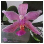 phalaenopsis-modesta-x-schilleriana-1.jpg