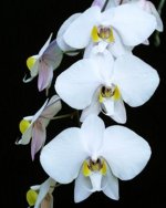 Phalaenopsis philippinensis x sib.jpg