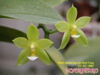 Phalaenopsis Ho's Kuangfeng Glory.jpg