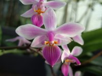 Phalaenopsis_Venus.jpg