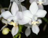 Phal_equestris_alba.jpg