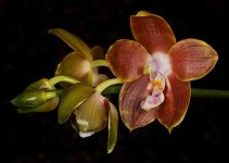 phalaenopsis-venosa-foto-1123.jpg