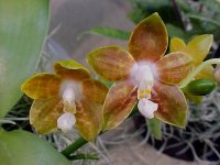 Phalaenopsis%20venosa.jpg