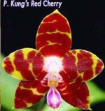 Kung's Red Cherry.jpg