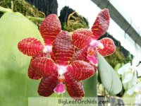 Phal_Red_Jaguar_TH.JPG