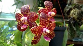 Phalaenopsis Red Jaguar 1.jpg