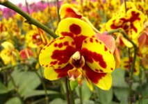 yellow-and-red-phalaenopsis.jpg