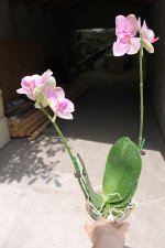 Phalaenopsis %28Mituo Sun x Ching Her Buddha%29 x Mituo Sun.jpg