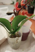 Bildschirmfoto 2017-05-29 um 11.09.24.jpg