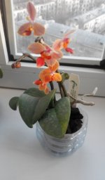Bildschirmfoto 2017-05-29 um 11.10.32.jpg