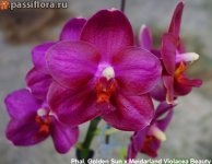 Phal.-Golden-Sun-x-Meidarland-Violacea-Beauty1.jpg